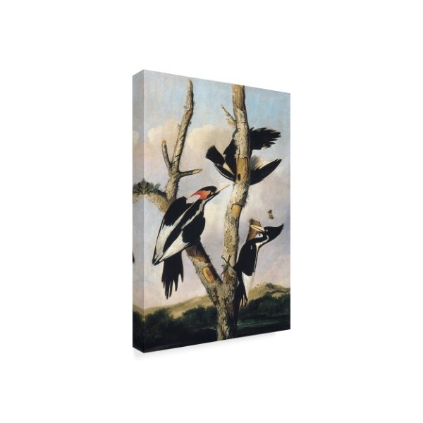 Joseph Bartholomew Kidd 'Ivory-billed Woodpeckers 1830-31' Canvas Art,16x24